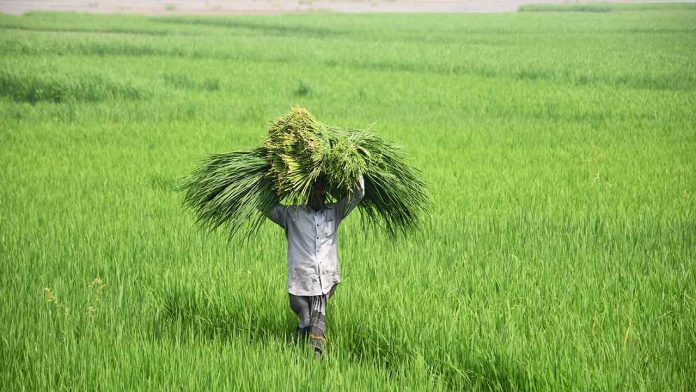 India’s Food Security Hinges on Policy Reform, Innovation, and Partnerships