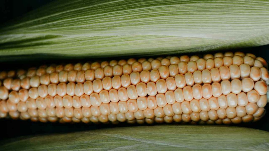 Kenya Achieves Significant Food Security Gains Through Strategic Government Interventions