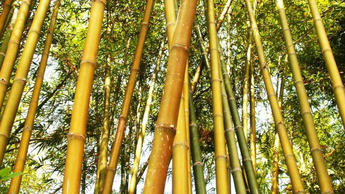 New Research Looks at Bamboo as a Possible Superfood