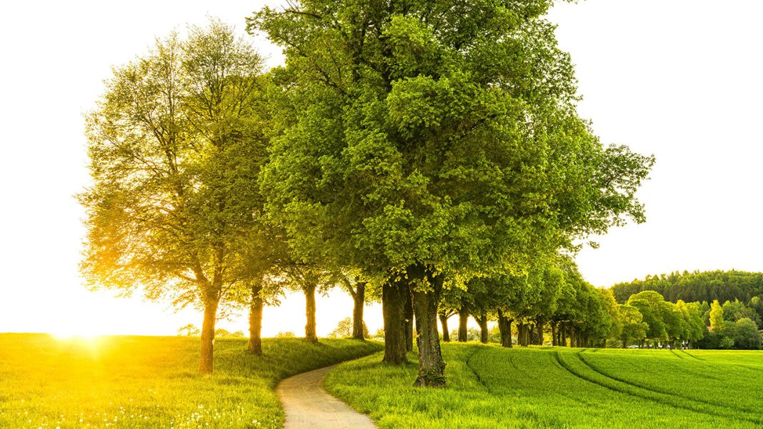 Scientists Discover Microbes That Help Trees Fight Climate Change