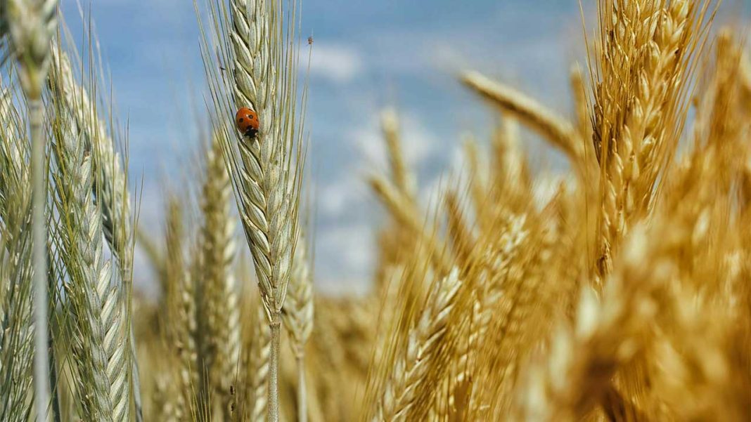 Bangladesh Hits Record High Food Grain Reserves, Bolstering Food Security in 2026 Bangladesh Hits Record High Food Grain Reserves, Bolstering Food Security in 2026