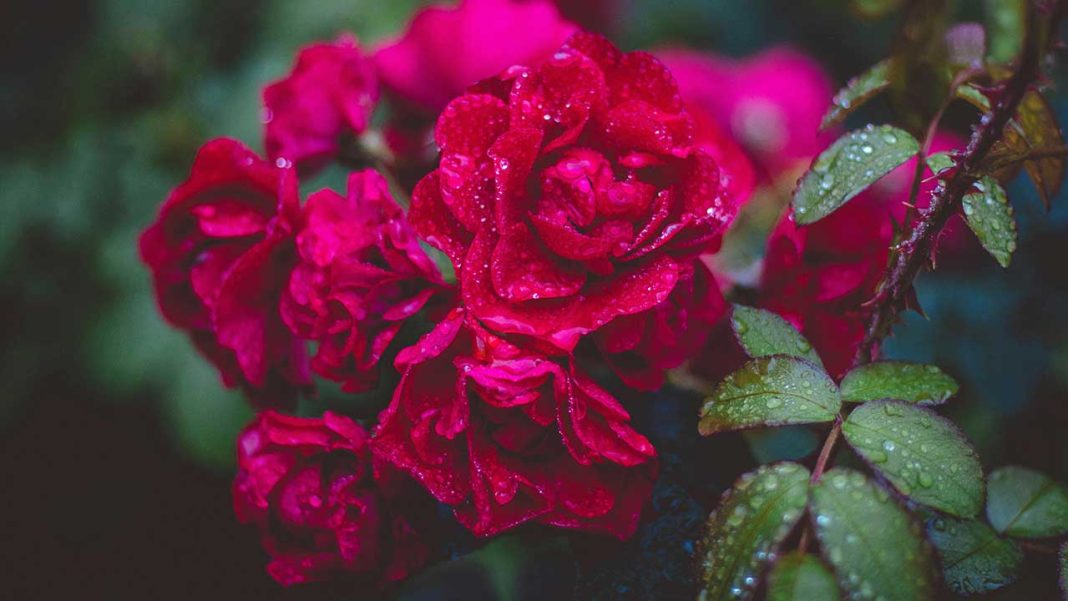 Hundreds of Plants Blooming in UK Winter: A Stark, Visible Signal of Climate Breakdown Hundreds of Plants Blooming in UK Winter: A Stark, Visible Signal of Climate Breakdown
