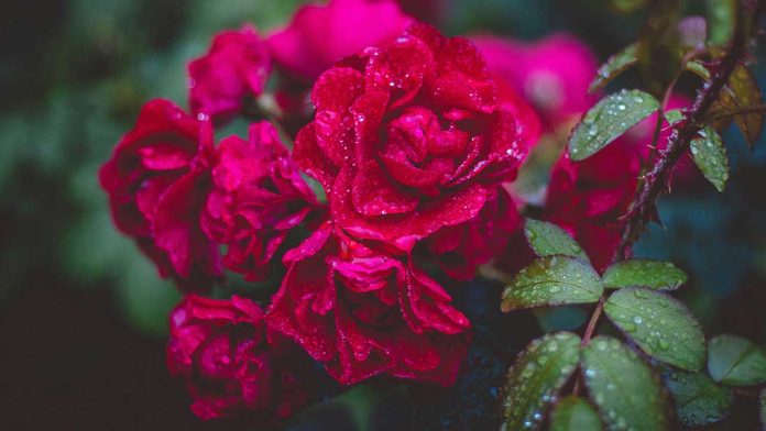 Hundreds of Plants Blooming in UK Winter: A Stark, Visible Signal of Climate Breakdown