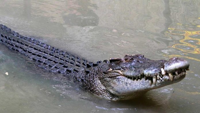 Crocodile Alert as Floods Sweep Across South Africa