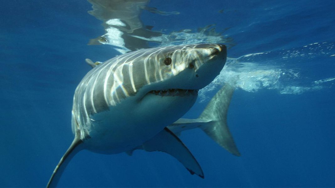 Great White Sharks at Risk of Extinction in the Mediterranean, Researchers Say Great White Sharks at Risk of Extinction in the Mediterranean, Researchers Say