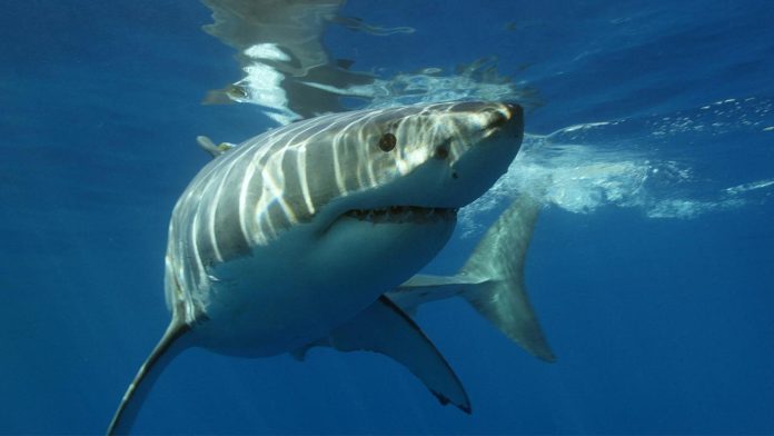 Great White Sharks at Risk of Extinction in the Mediterranean, Researchers Say