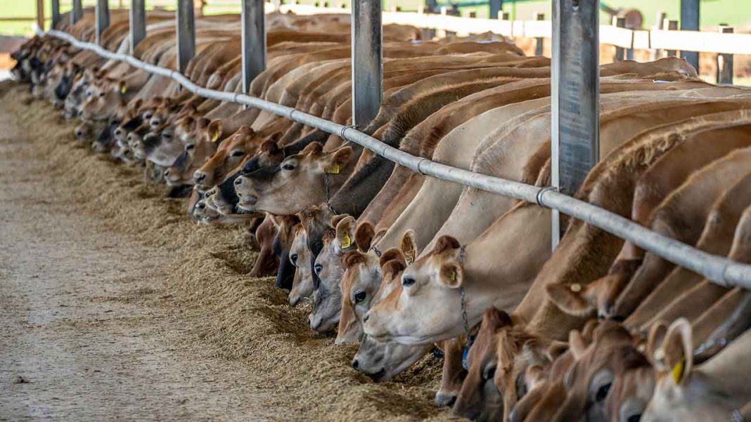 Dairy Farming Enters a New Era of Innovation Dairy Farming Enters a New Era of Innovation