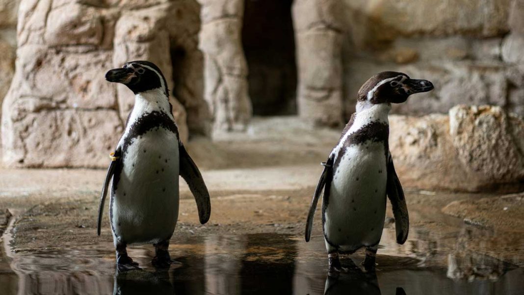 Are Patagonia’s Penguins Facing an Unexpected New Threat? Are Patagonia’s Penguins Facing an Unexpected New Threat?