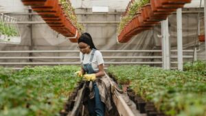 What Canada’s Investment Means for Jamaica’s Soil Health and Agricultural Future
