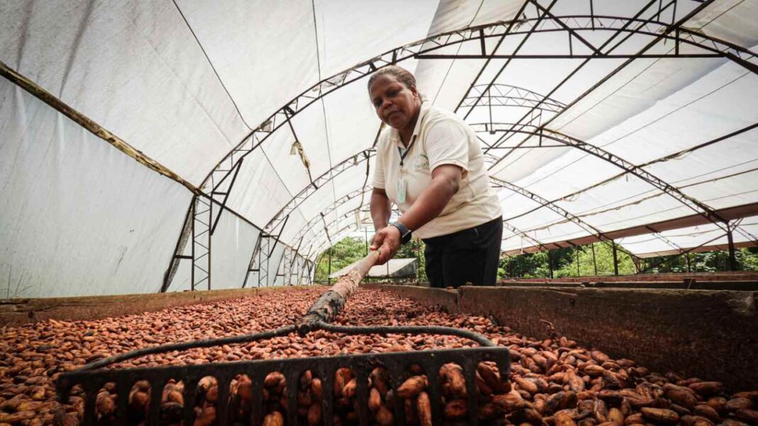 Ghana Cuts Cocoa Prices – What’s Next for Farmers? Ghana Cuts Cocoa Prices – What's Next for Farmers?