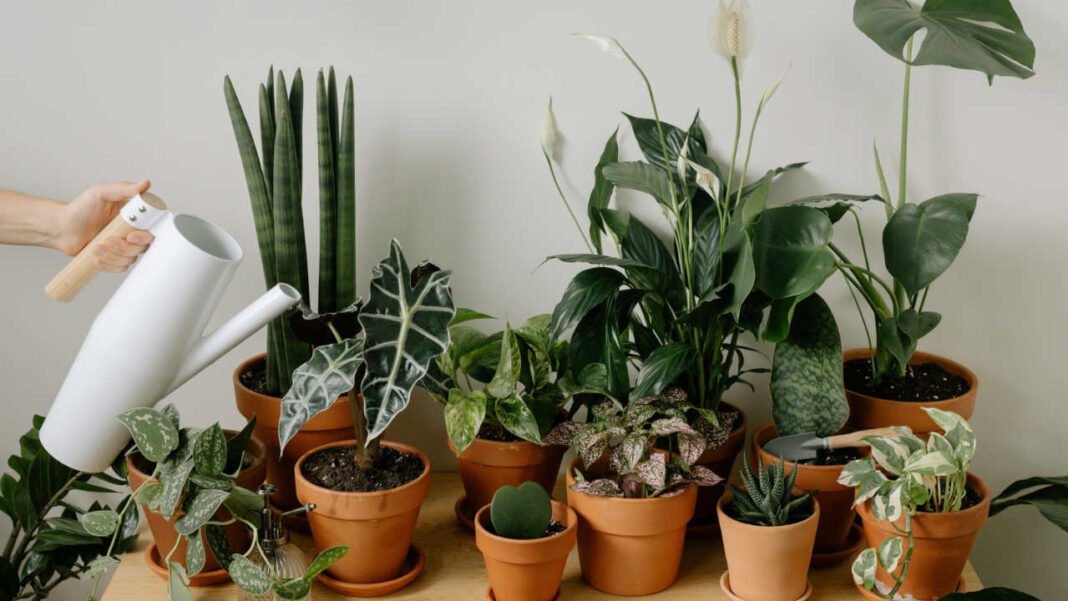 Is It Finally Possible to Watch Plants Breathe in Real Time?
