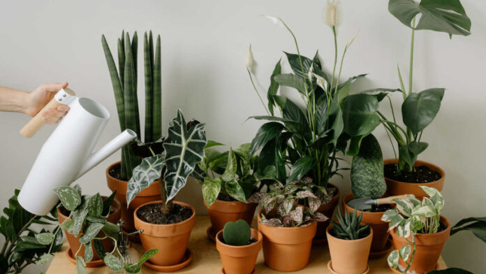 Is It Finally Possible to Watch Plants Breathe in Real Time?
