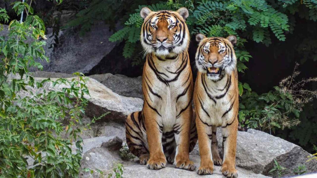 What’s Behind the Sudden Death of Dozens of Tigers in Thailand?