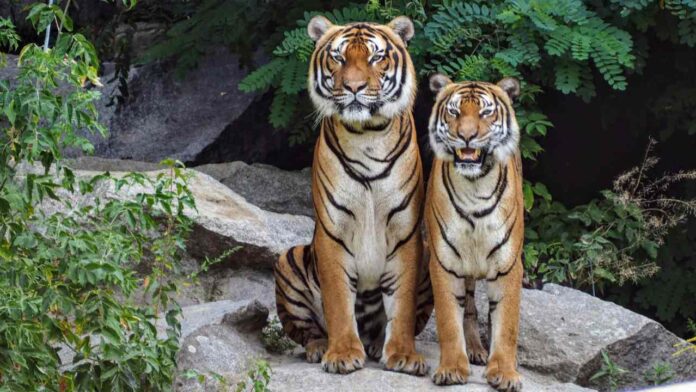 What’s Behind the Sudden Death of Dozens of Tigers in Thailand?