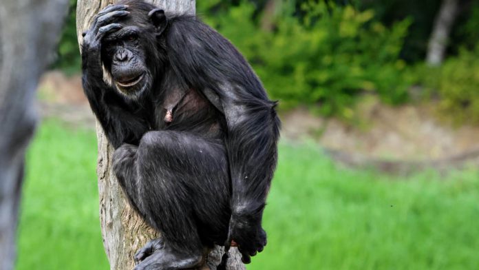 Think Only Humans Imagine? This Ape May Surprise You