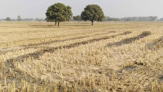 Drought Spreads Across Kenya, Leaving Herders Struggling