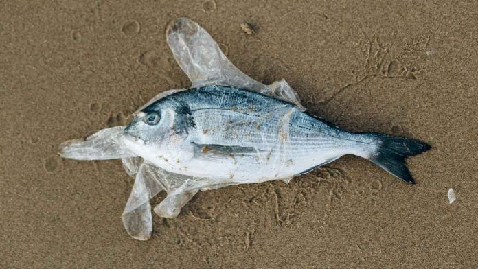 Remote Pacific Island Waters Contaminated by Microplastics, Threatening Local Fish and Communities