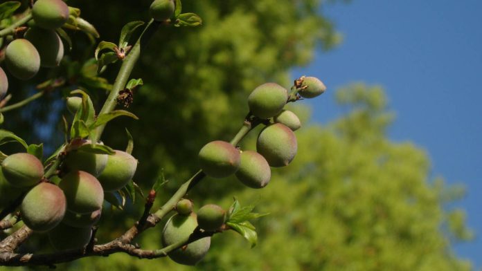 Global Organic Market Reaches Record €145 Billion in Sales