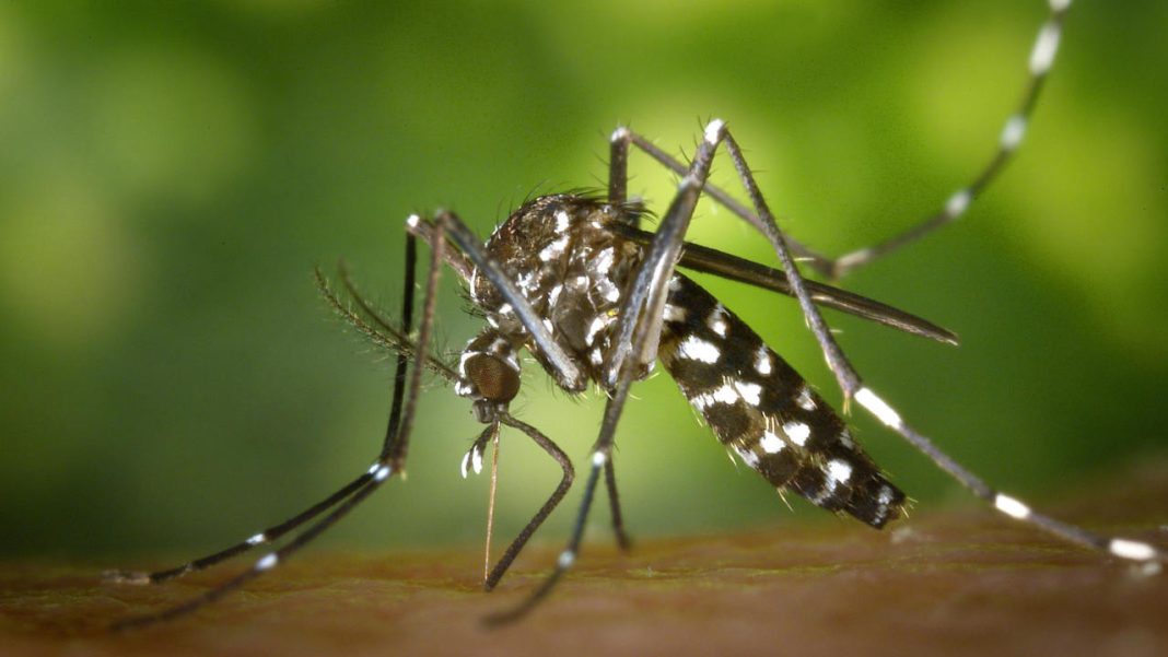 PHAC refreshes Chikungunya Travel-Health Alert in South Asia & the Caribbean