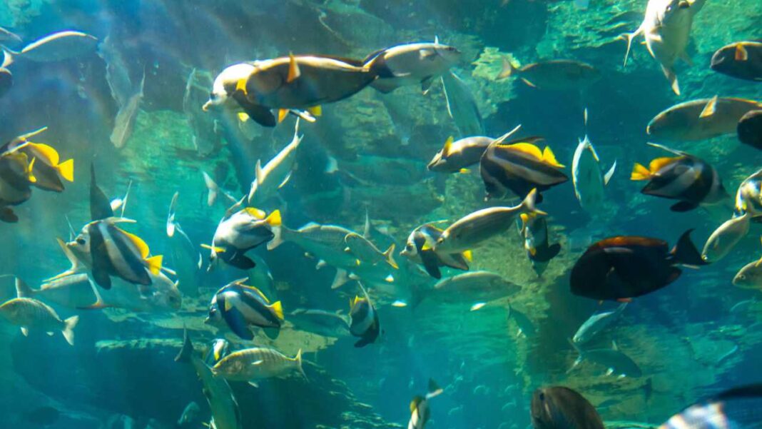 Rare Fish Spotted Again Near Albany After Years