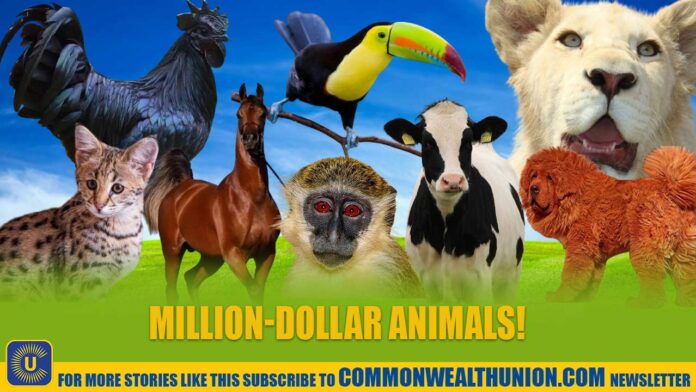 Inside the world of ultra-expensive animals: The price of these animals will shock you!