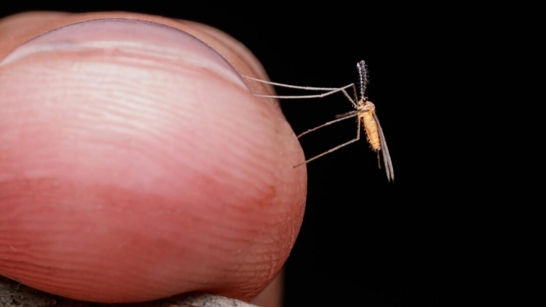 Why Mosquitoes Always Buzz Around Your Head – The Surprising Reason Behind It Why Mosquitoes Always Buzz Around Your Head – The Surprising Reason Behind It