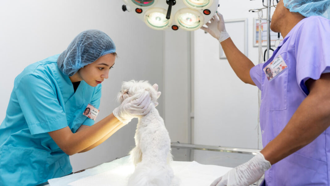 UK to permit animal-free drug testing UK to permit animal-free drug testing