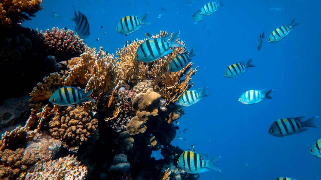 Fish Numbers Falling in WA -Will Banning Fishing Really Help?