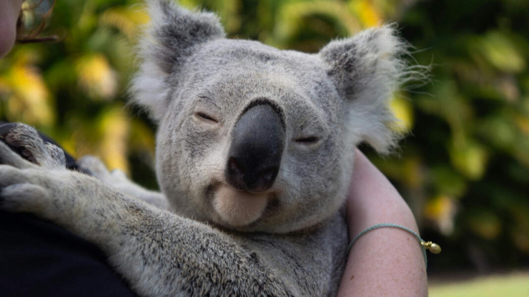 From Near Collapse to Comeback: The Surprising Genetic Recovery of Koalas