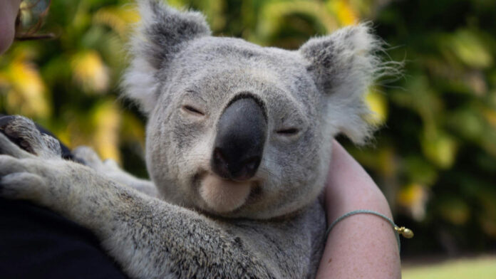 From Near Collapse to Comeback: The Surprising Genetic Recovery of Koalas