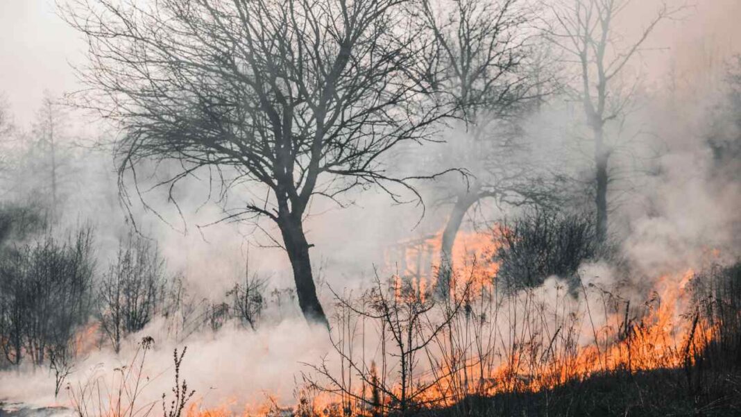 How a Combined Approach Can Help Stop Wildfires How a Combined Approach Can Help Stop Wildfires