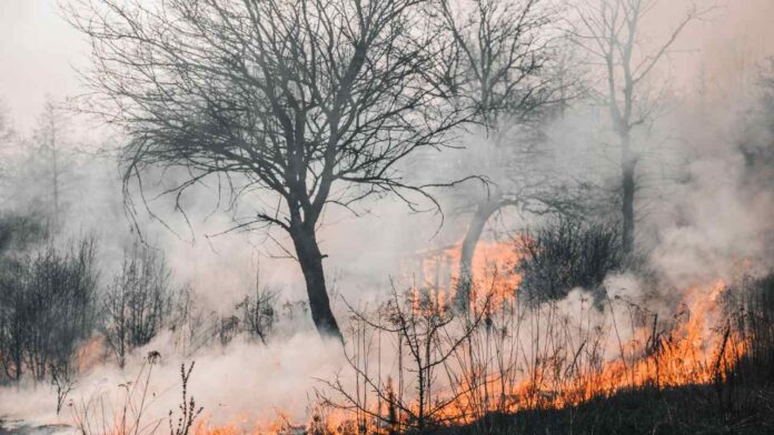 How a Combined Approach Can Help Stop Wildfires