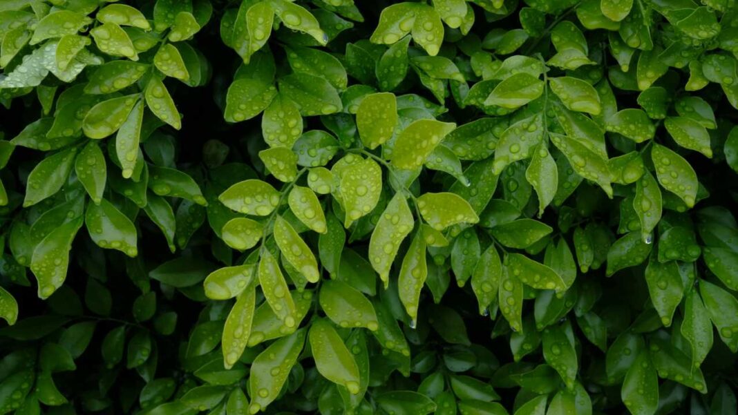 New Study Reveals How Chlorophyll Clusters Help Algae Capture Far-Red Light for Photosynthesis New Study Reveals How Chlorophyll Clusters Help Algae Capture Far-Red Light for Photosynthesis