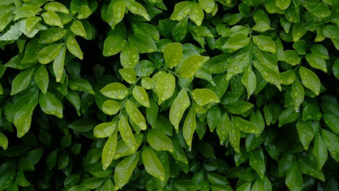 New Study Reveals How Chlorophyll Clusters Help Algae Capture Far-Red Light for Photosynthesis