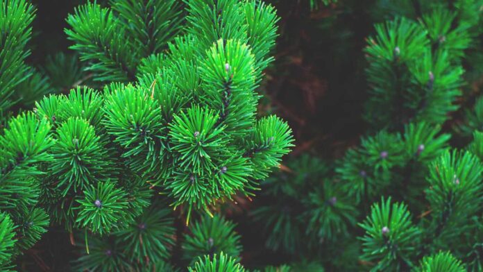Why Do Scientists Need Ground Data to Understand Climate Change? The ForestScan Answer