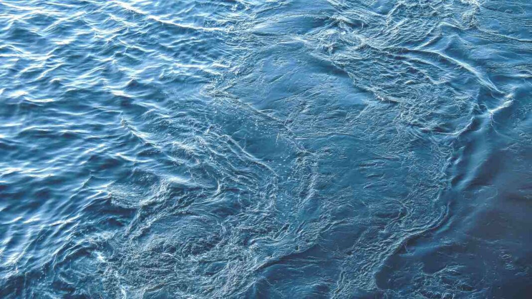 Can a Traditional Māori Plant Help Remove Dangerous PFAS “Forever Chemicals” from Water? Can a Traditional Māori Plant Help Remove Dangerous PFAS “Forever Chemicals” from Water?