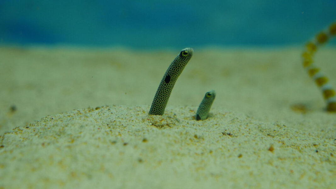 EU Cracks Down on Illegal European Eel Trade to Protect Endangered Species EU Cracks Down on Illegal European Eel Trade to Protect Endangered Species