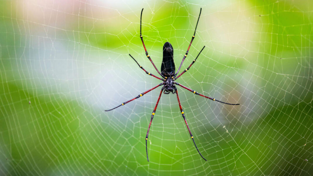 Spiders May Scare You, but Their Absence Should Scare You More Spiders May Scare You, but Their Absence Should Scare You More
