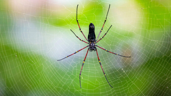 Spiders May Scare You, but Their Absence Should Scare You More