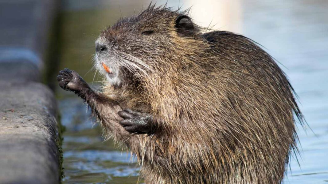 Can Beavers Turn Rivers Into Natural Carbon Traps? New Study Reveals a Surprising Impact Can Beavers Turn Rivers Into Natural Carbon Traps? New Study Reveals a Surprising Impact