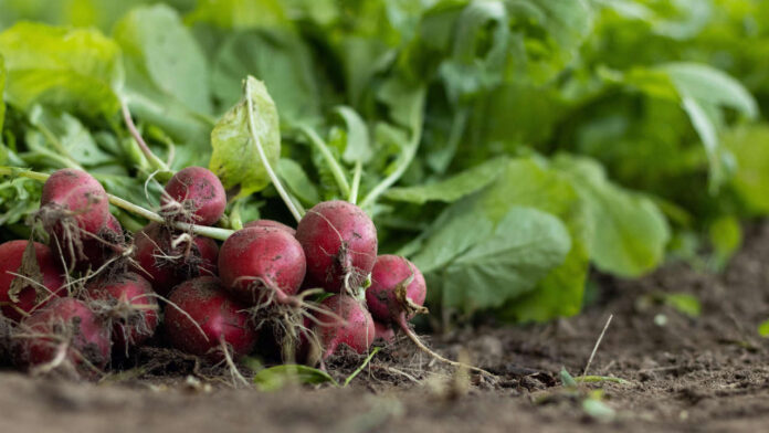 Rising Costs Push Farmers Away from Organic Practices as Vandana Shiva Promotes Sustainable Solutions for Global Food Security