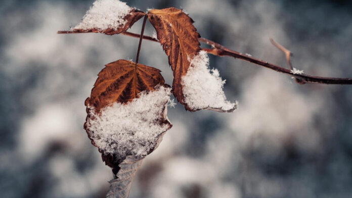 Dry Snow and Record Heat Threaten U.S. Farms, Push Food Prices Higher