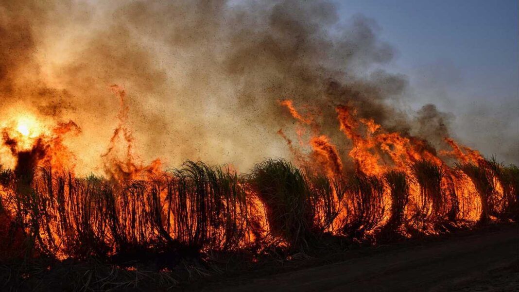 Wildfires Surge Across Eastern United States as Climate Risks Intensify Wildfires Surge Across Eastern United States as Climate Risks Intensify