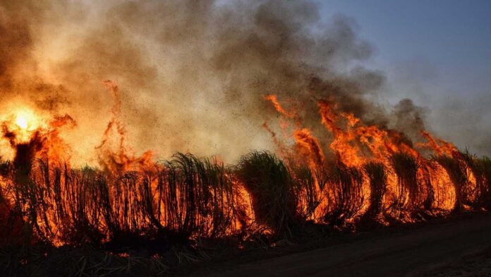 Wildfires Surge Across Eastern United States as Climate Risks Intensify