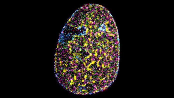 Are We Closer to Decoding Cellular Organisation Thanks to This High-Resolution Microscopy Breakthrough?