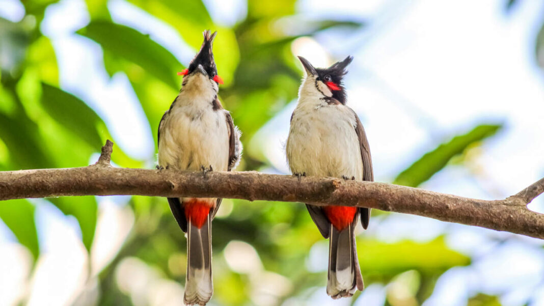 What if a few simple changes to the land could double bird survival in damaged forests? What if a few simple changes to the land could double bird survival in damaged forests?