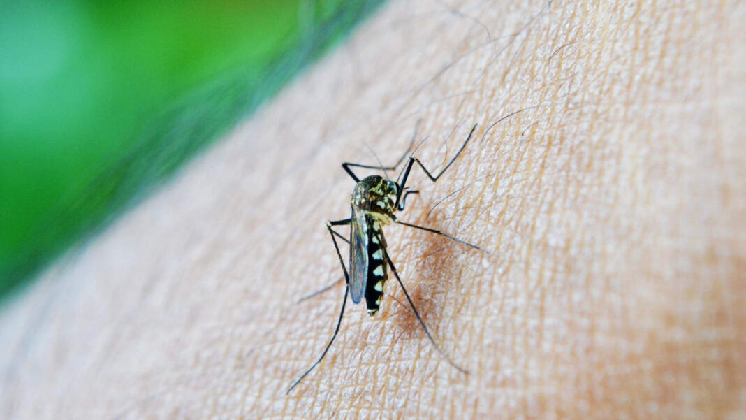 Tonga Faces Dengue Outbreak and Climate Concerns as Authorities Step Up Response Efforts Tonga Faces Dengue Outbreak and Climate Concerns as Authorities Step Up Response Efforts