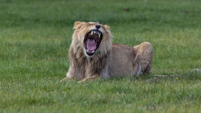 From Whale Songs to Lion Roars: What Determines How Far Animal Calls Can Travel?