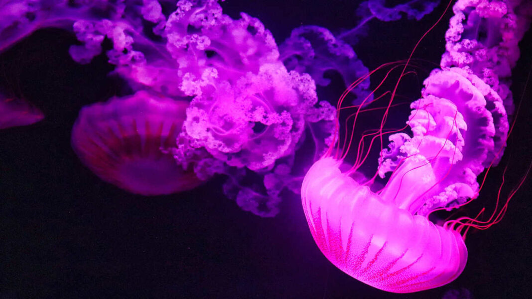 Hidden Depths Revealed: Over 110 New Species Discovered in Coral Sea Expedition Hidden Depths Revealed: Over 110 New Species Discovered in Coral Sea Expedition