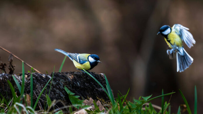Could Wetland Crops Help Wildlife Bounce Back? New Research Says Yes!
